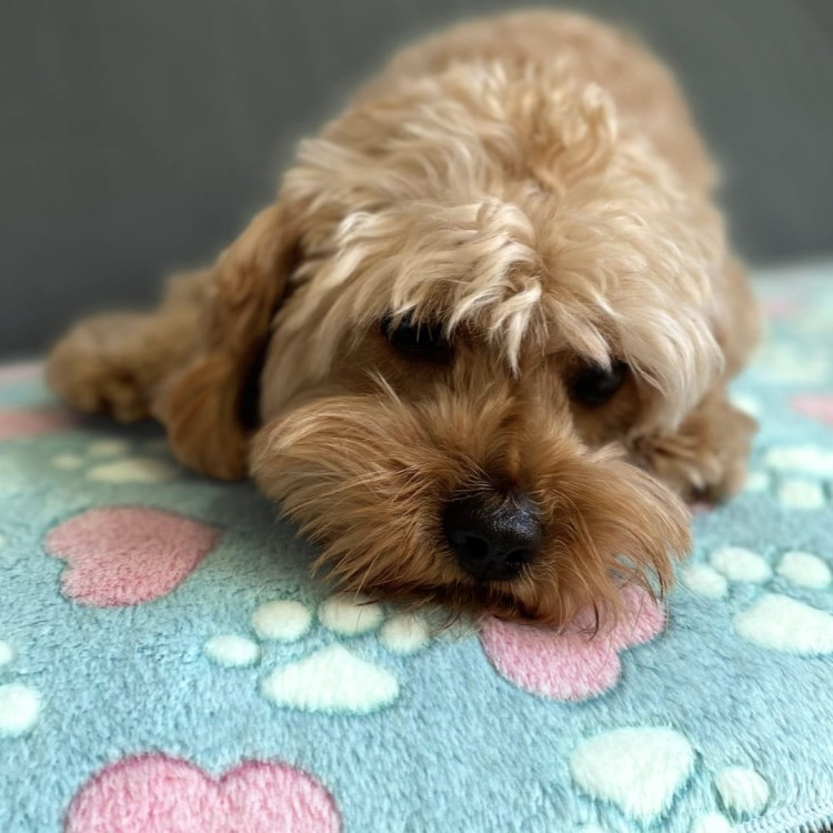 Ultra Soft Blue Pet Blanket – Paw Print Fleece for Dogs & Cats